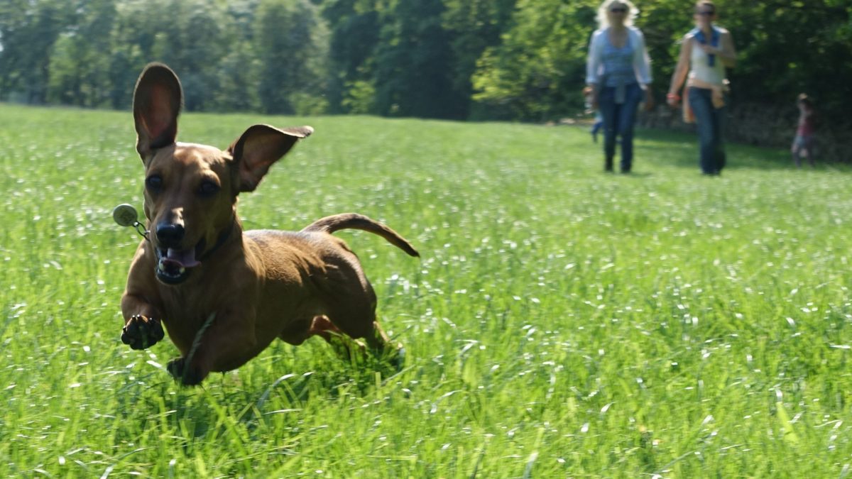 Sizzle, the miniature dachshund in her prime