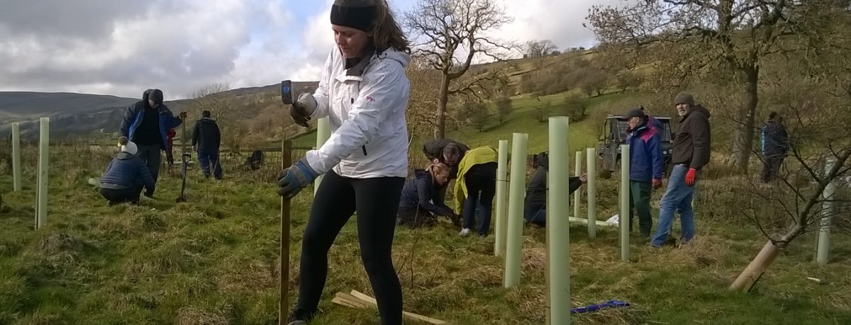Tree planting with the Yorkshire Dales Millennium Trust